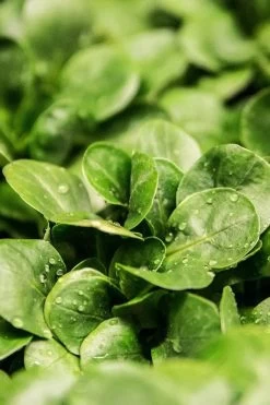 Medik8 Calmwise Soothing Cleanser -Care Product Shop Medik8CalmwiseSoothingCleanserIngredients